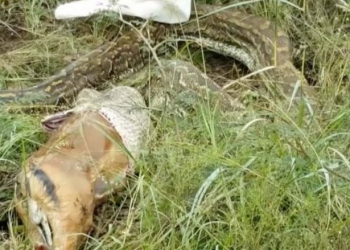 Que deselegante: Píton de 4 metros é flagrada vomitando impala inteira