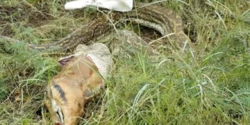 Que deselegante: Píton de 4 metros é flagrada vomitando impala inteira