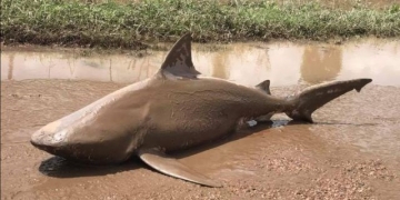 Como esse tubarão foi parar no meio de uma estrada na Austrália