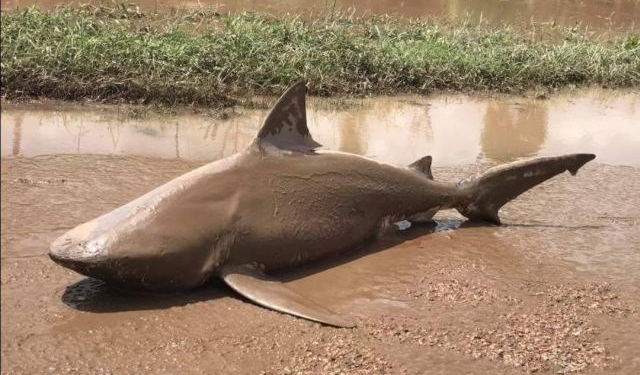 Como esse tubarão foi parar no meio de uma estrada na Austrália