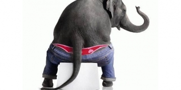 Essa Universidade tem um estudo inteiro sobre a duração da cagada dos mamíferos