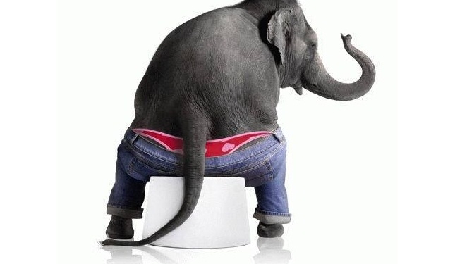 Essa Universidade tem um estudo inteiro sobre a duração da cagada dos mamíferos