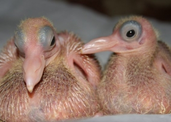 Já se perguntou porque você nunca viu um pombo filhote?