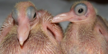 Já se perguntou porque você nunca viu um pombo filhote?