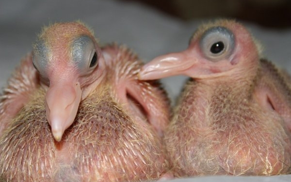 Já se perguntou porque você nunca viu um pombo filhote?