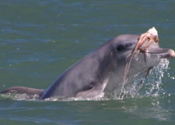 Por que golfinhos espancam polvos antes de come-los?