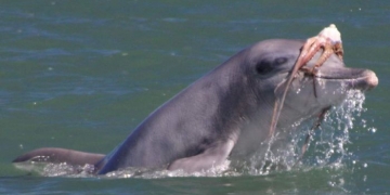 Por que golfinhos espancam polvos antes de come-los?