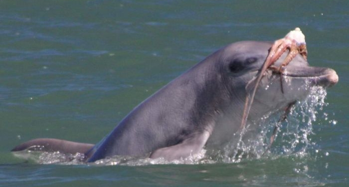 Por que golfinhos espancam polvos antes de come-los?