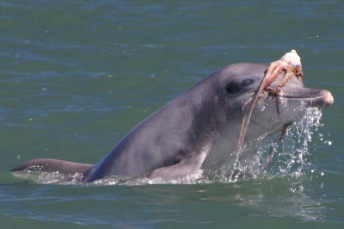 golfinhos-polvos