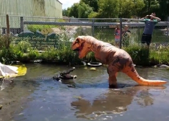 Assista um idiota vestido de T-Rex provocando um jacaré