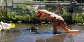 Assista um idiota vestido de T-Rex provocando um jacaré