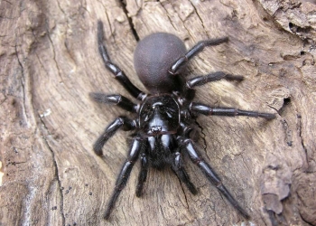 O veneno mais mortal do mundo pode salvar sua vida