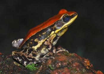 O muco desse sapo pode ser efetivo no combate a gripe