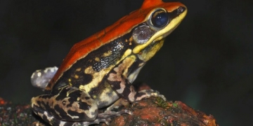 O muco desse sapo pode ser efetivo no combate a gripe