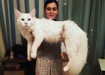 Esse Maine Coon é gigante, mas dócil e adora abraços