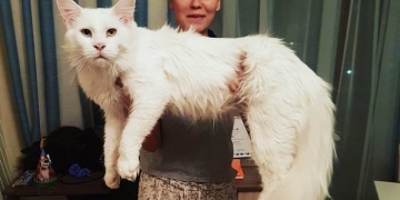 Esse Maine Coon é gigante, mas dócil e adora abraços