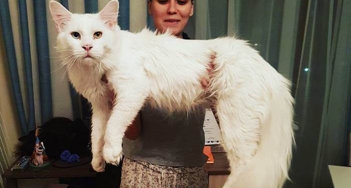 Esse Maine Coon é gigante, mas dócil e adora abraços
