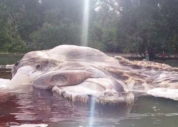 Carcaça de baleia intriga moradores em uma praia da Indonésia