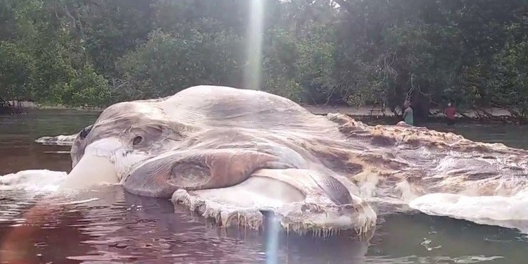 Carcaça de baleia intriga moradores em uma praia da Indonésia