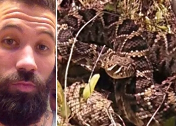 O que esse cara passou deixa a lição: não tente beijar uma cascavel