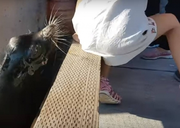 Ataque de leão-marinho a criança poderia ter sido evitado