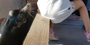 Ataque de leão-marinho a criança poderia ter sido evitado