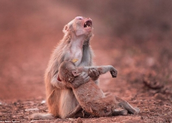 Foto registra angustia de uma mãe macaca ao segurar filho ferido