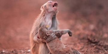 Foto registra angustia de uma mãe macaca ao segurar filho ferido