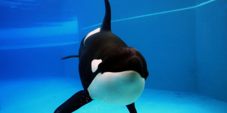 França esta para banir a criação de orcas e golfinhos em cativeiro