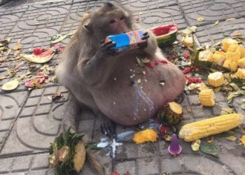 O caso desse macaco obeso vai te fazer repensar seus hábitos