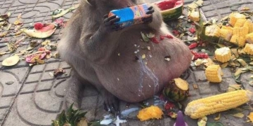 O caso desse macaco obeso vai te fazer repensar seus hábitos