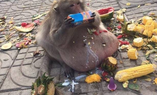 O caso desse macaco obeso vai te fazer repensar seus hábitos