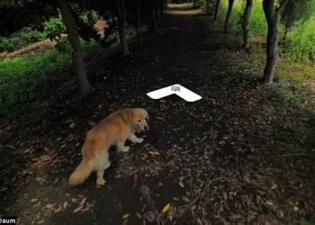 Cachorrinho segue fotógrafo do street view e viraliza na internet