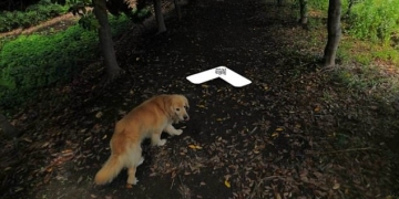 Cachorrinho segue fotógrafo do street view e viraliza na internet