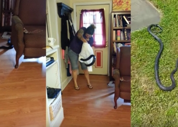 Ela encontrou uma cobra na sala e essa foi sua reação