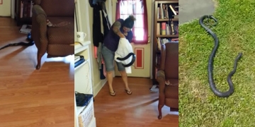 Ela encontrou uma cobra na sala e essa foi sua reação