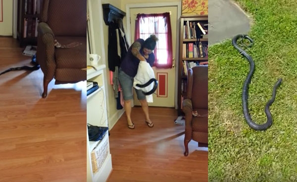 Ela encontrou uma cobra na sala e essa foi sua reação