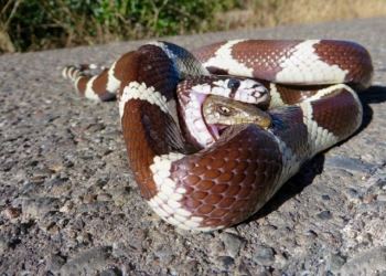 Lagarto se recusa a morrer e morde cobra depois de devorado