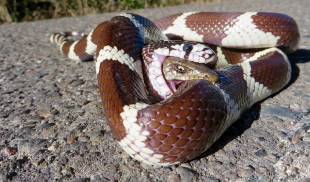 Lagarto se recusa a morrer e morde cobra depois de devorado