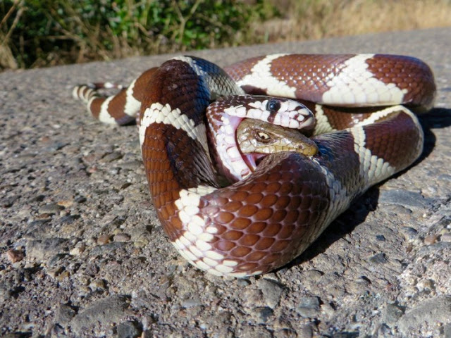 lagarto-cobra