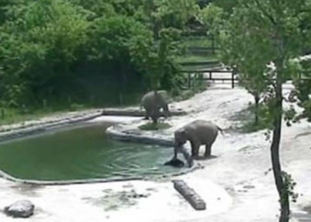 O resgate desse elefantinho está fazendo sucesso na internet