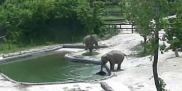 O resgate desse elefantinho está fazendo sucesso na internet