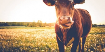 7% dos norte-americanos acha que achocolatado vem de vacas marrons