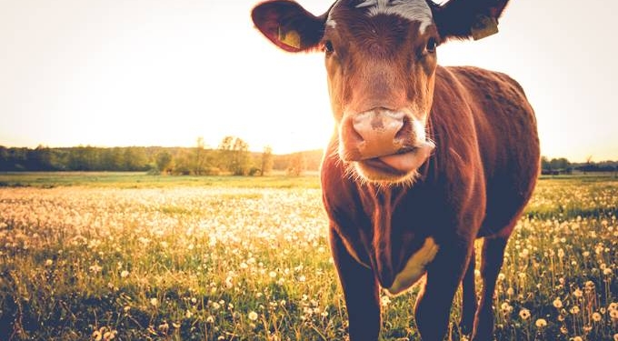 7% dos norte-americanos acha que achocolatado vem de vacas marrons