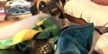 Esse cão teve a melhor reação a chegada de uma gatinha na família