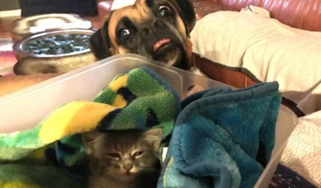 Esse cão teve a melhor reação a chegada de uma gatinha na família