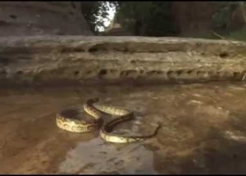 Vídeo: cobra enfrenta um formigueiro e se da mal