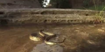 Vídeo: cobra enfrenta um formigueiro e se da mal