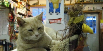 Gato prefeito de Talkeetna, no Alasca, morre aos 20 anos