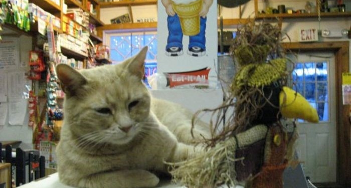 Gato prefeito de Talkeetna, no Alasca, morre aos 20 anos